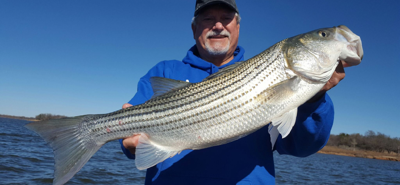 Look for the Best Lake Texoma Fishing Report? Striper Express