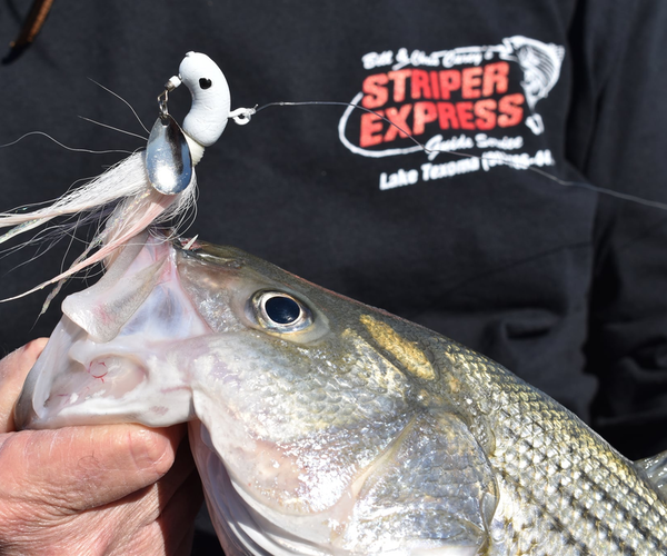 Fall Striper Fishing Season-Lake Texoma
